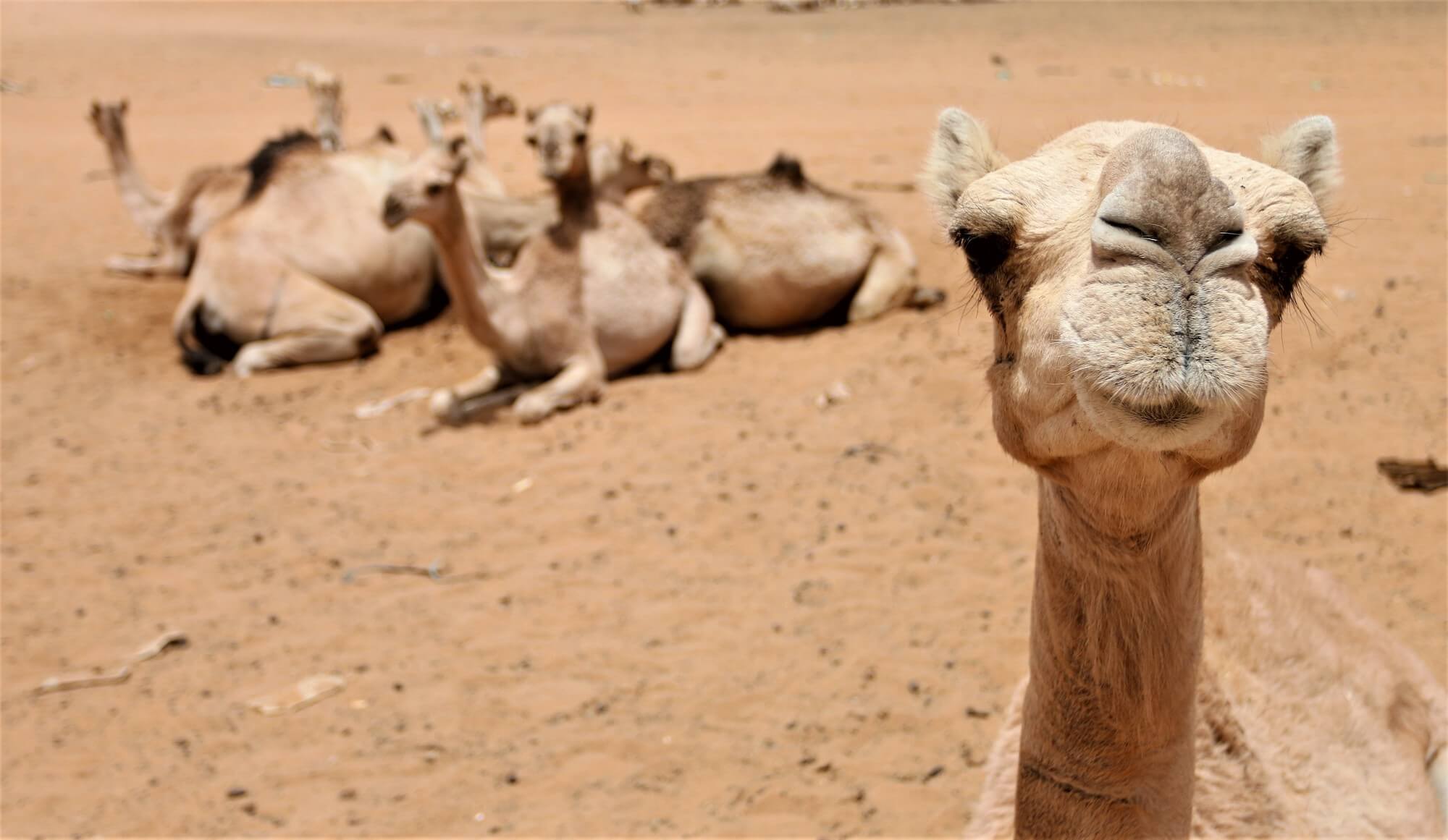 camels in sudan - Arkel ambassador, Rebecca lowe in Africa